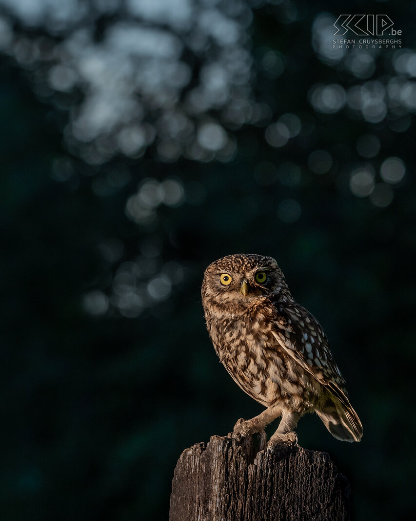 Little owl Little owl (Athene noctua) at dusk Stefan Cruysberghs